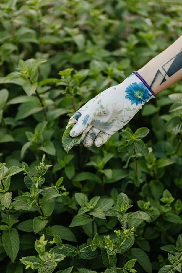 person wearing white and blue floral glove holding a spearmint leaf