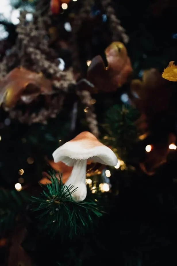 white mushroom in green pine tree