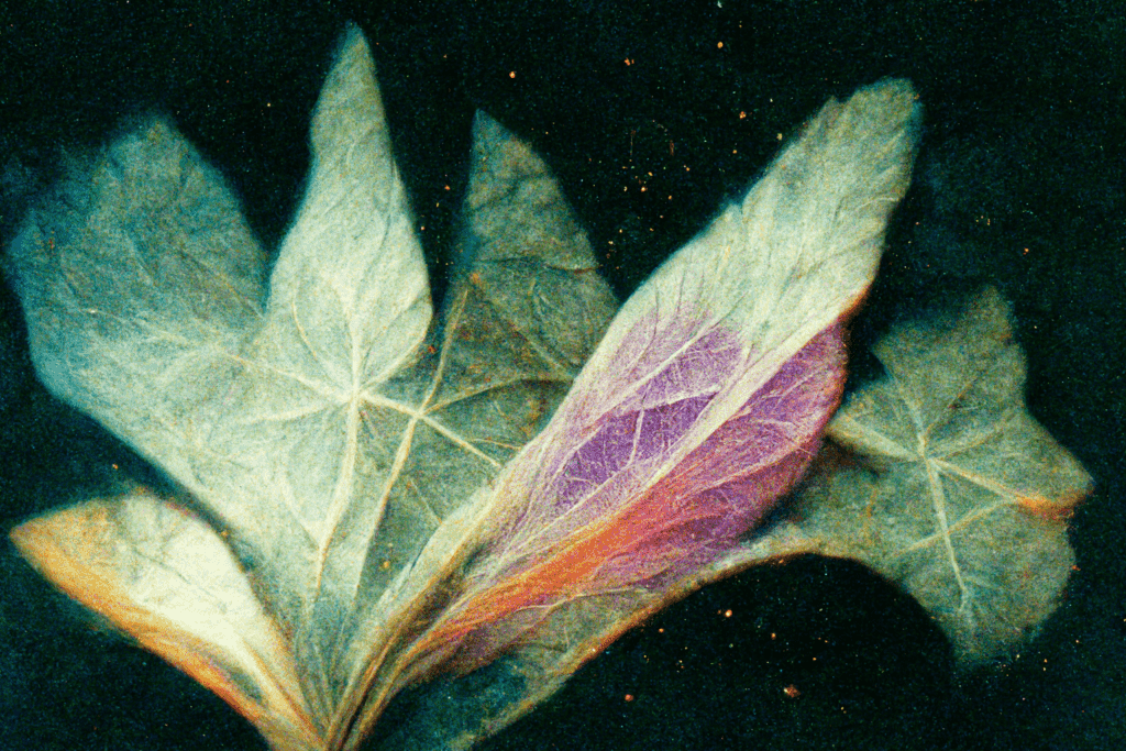 "self care witchcraft" book of shadows page scans :: "Hyperspectral-Imaging style", "Lomo film", "AuraCam 6000", "Biopulsar-Reflexograph" 
