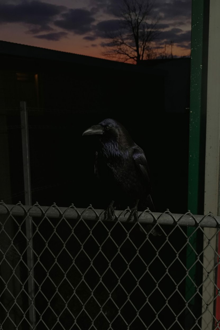 Raven on chain-link fence at purple twilight demonstrates how witch symbolism appears in everyday urban spaces, not just fantasy forests. Ravens signal witchcraft across cultures, but this one perches on industrial fencing in a regular neighborhood. The liminal moment (day turning to night) mirrors the threshold position witches occupy: visible but marginalized, present in ordinary places.