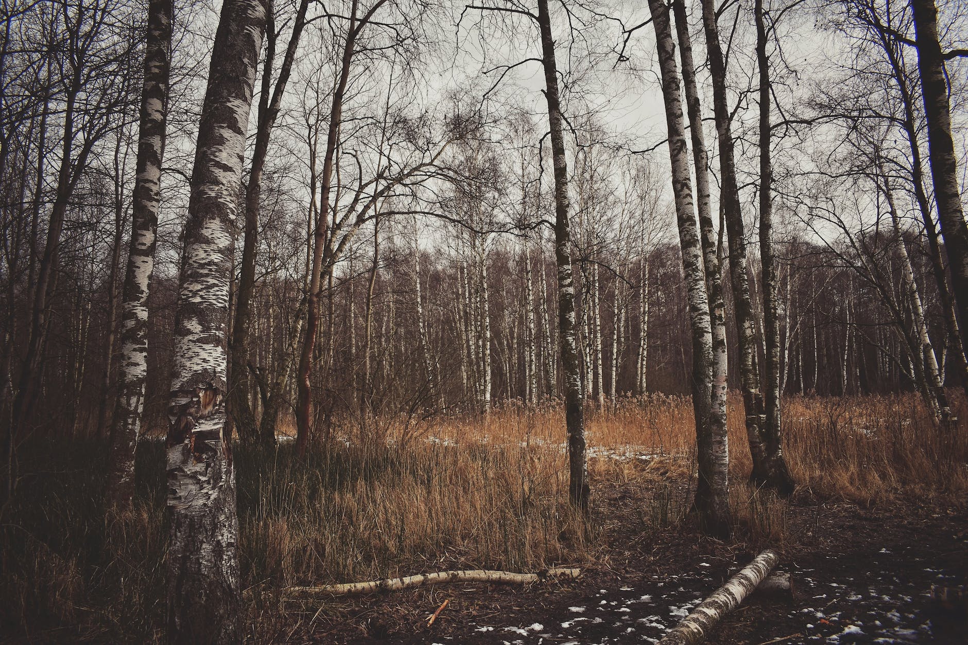 birch trees forest
