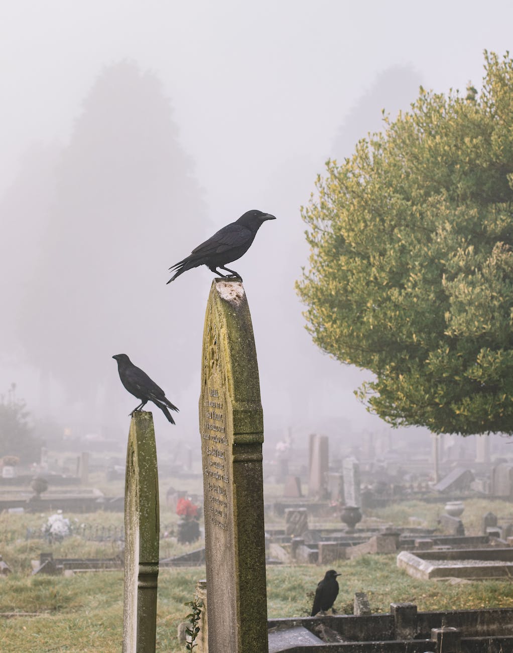 black birds on tomb stones