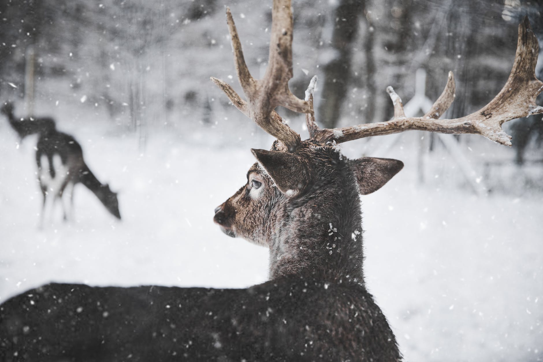 photo of reindeer in the snow