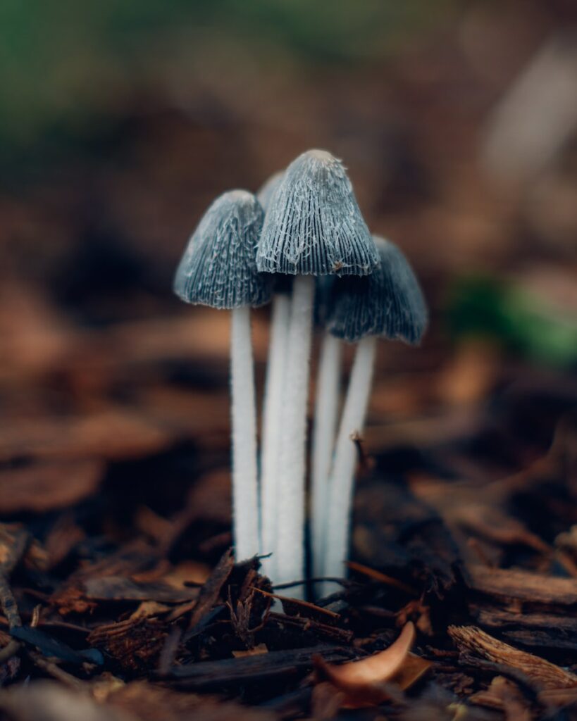 selective focus photography of gray and white mushrooms