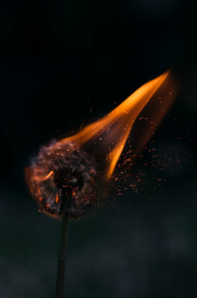 burning white dandelion