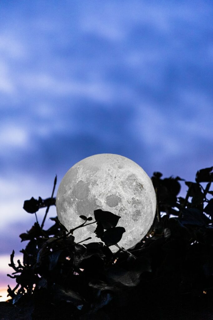 silhouette of plants and moon