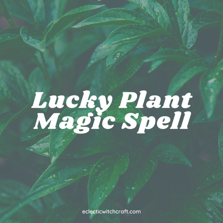 Lucky Plant Magic Spell Lucky Plant Magic Spell