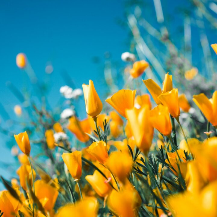 koy6flccy5s orange petaled flowers