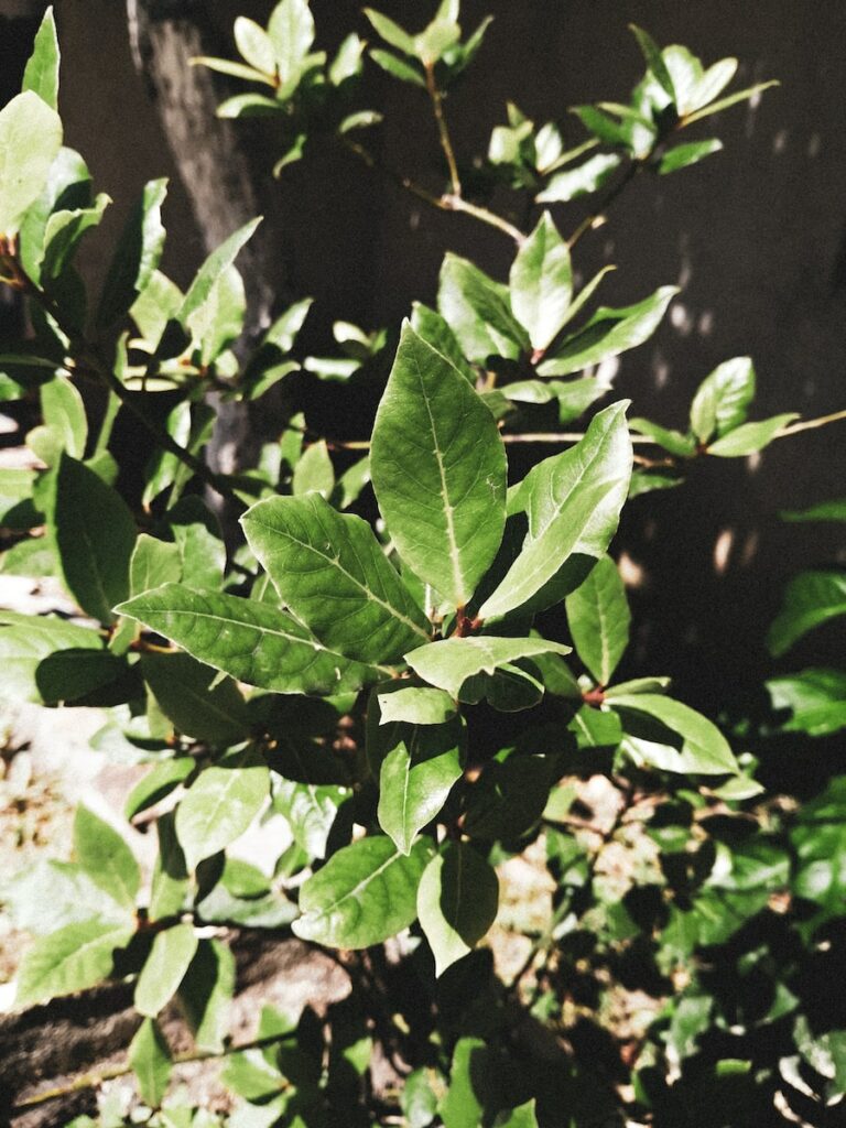 green leaves plant during daytime