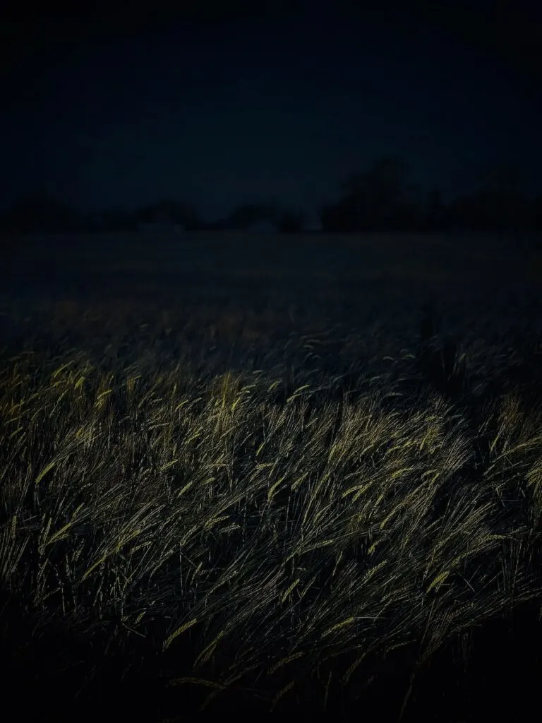 brown grass field during night time