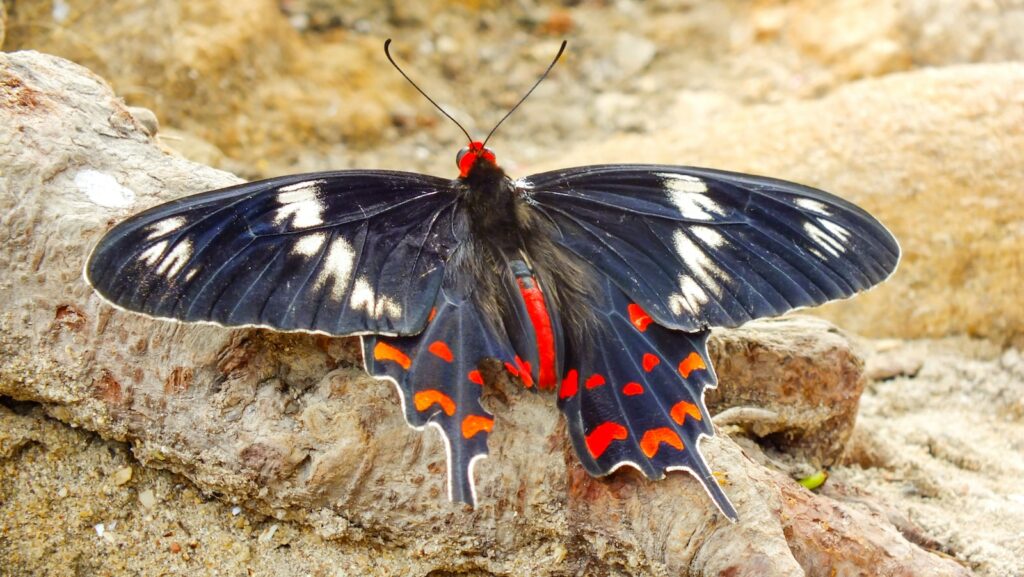 black white and red butterfly on brown soil in close up photography during daytime