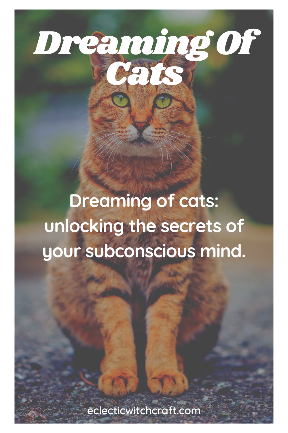 Dreaming Of Cats Cat Dream Meaning Eclectic Witchcraft