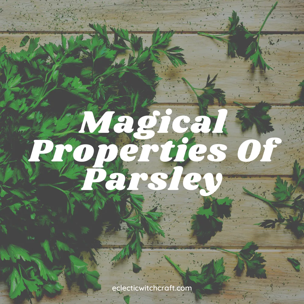 Magical Properties Of Parsley