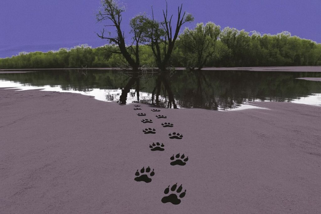 Canine paw prints leading into still water where trees reflect the sky illustrate the psychopomp role of dogs guiding souls between worlds. The tracks disappearing beneath the surface show threshold crossing and the liminal space where earth, water, and sky meet.
