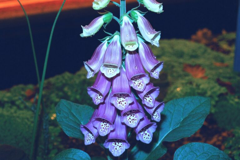 Showcases Digitalis purpurea, one of the most commonly referenced baneful herbs in witchcraft. The water-jeweled blooms are strikingly beautiful, illustrating why witches are drawn to toxic plants for their visual and folkloric power. Every part contains deadly cardiac glycosides, making this a prime example of plants that demand respect and knowledge over romantic harvesting.