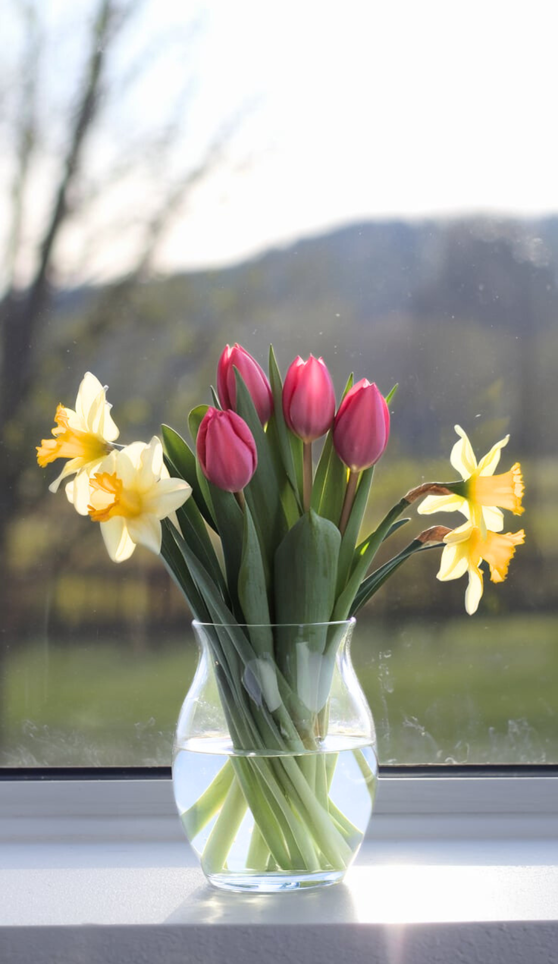 A vase filled with pink tulips and yellow daffodils sits on a sunlit windowsill, radiating positivity. Represents a morning grounding ritual and energizing morning routine for a healthy girl lifestyle. Perfect for healthy routines for women and inspiring morning ritual aesthetics.